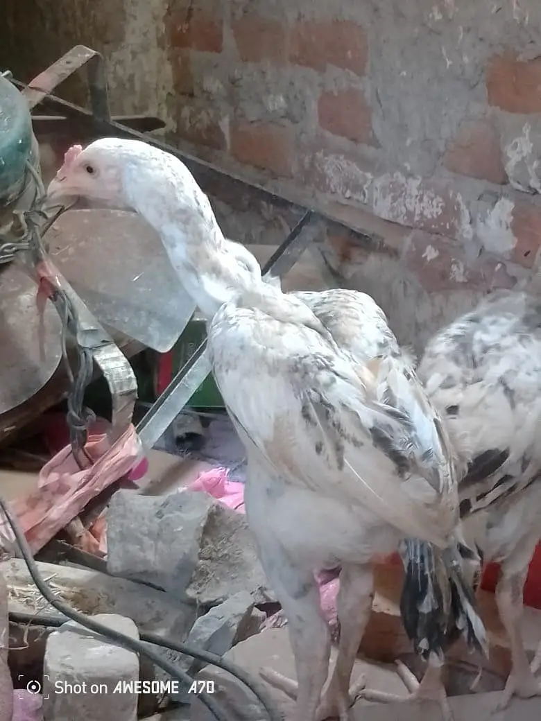 Heera +sindhi cross full pure bloodline, one full Heera female — photo 2