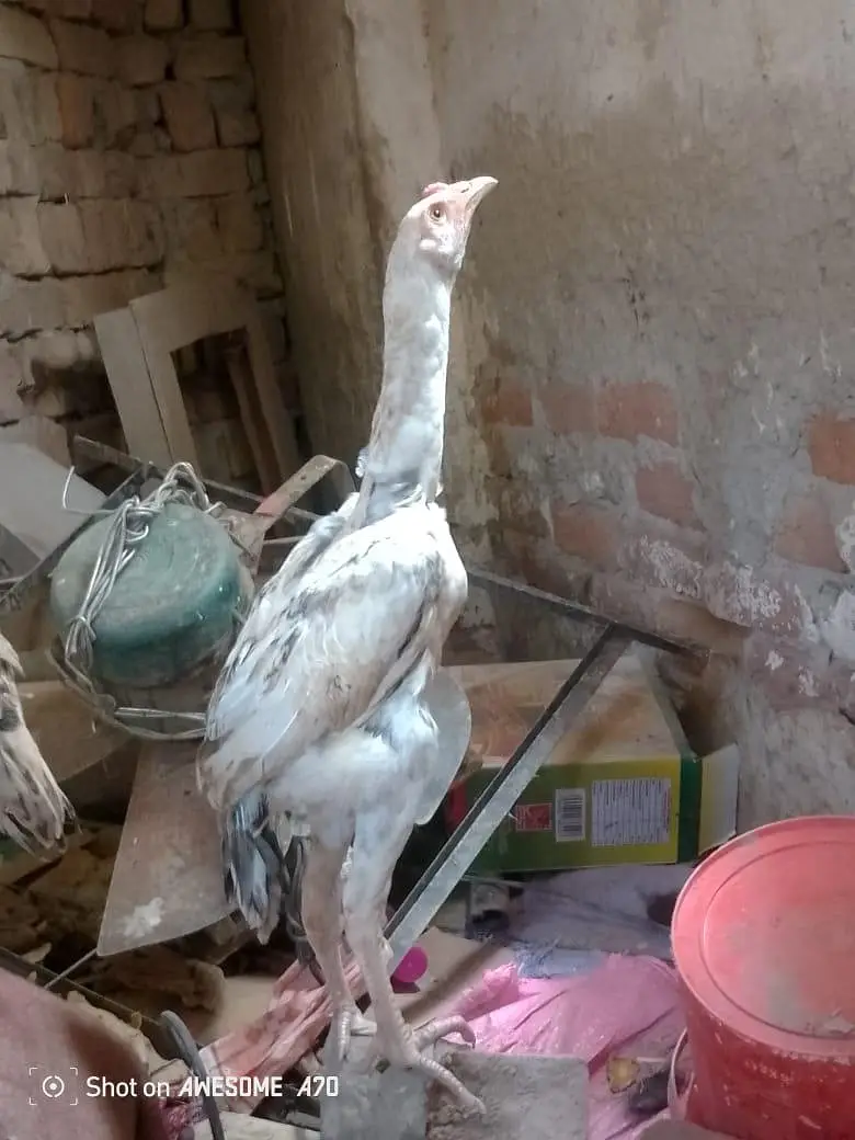 Heera +sindhi cross full pure bloodline, one full Heera female — photo 4