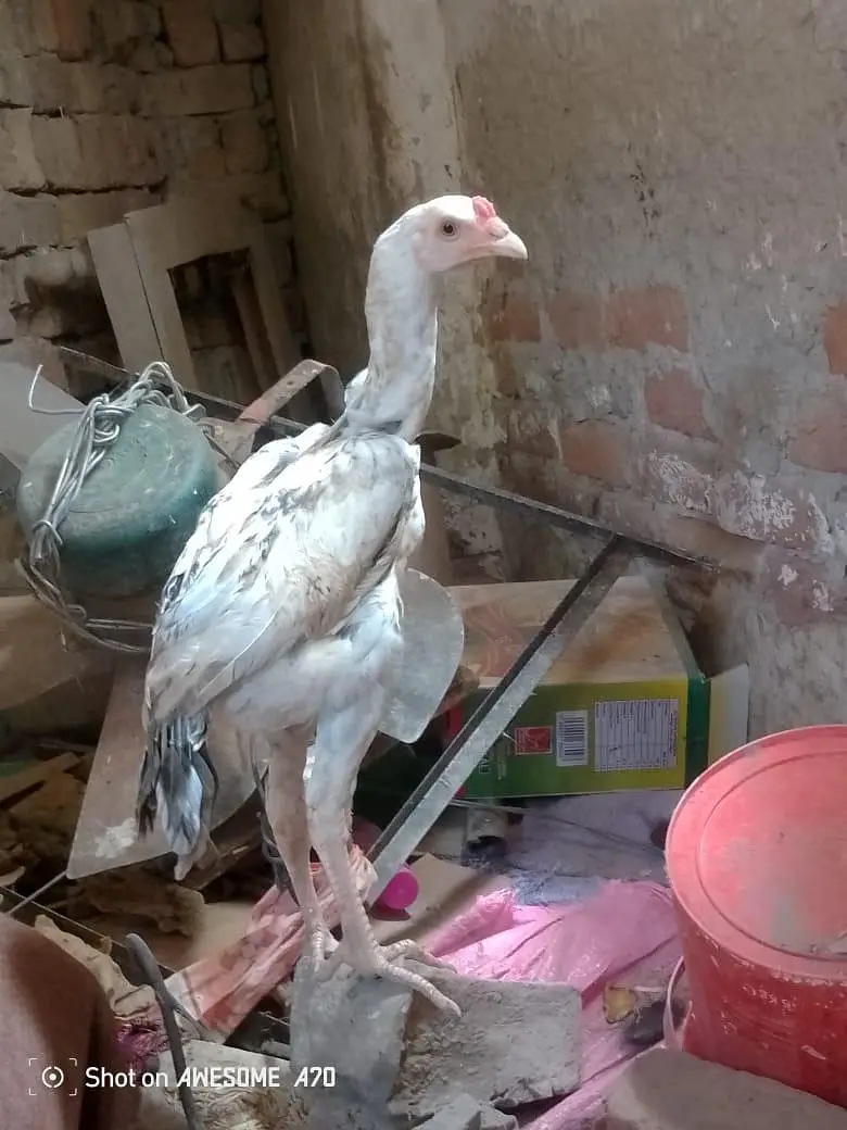Heera +sindhi cross full pure bloodline, one full Heera female — photo 5