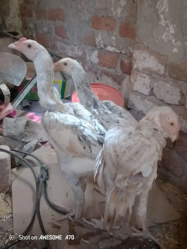 Heera +sindhi cross full pure bloodline, one full Heera female — photo 6