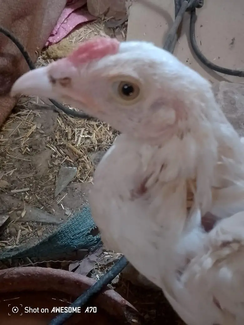 Heera +sindhi cross full pure bloodline, one full Heera female — photo 8