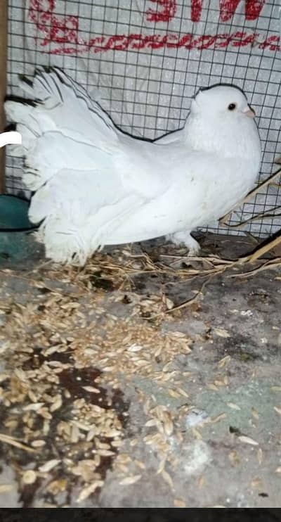 exchange possible with black female or white male