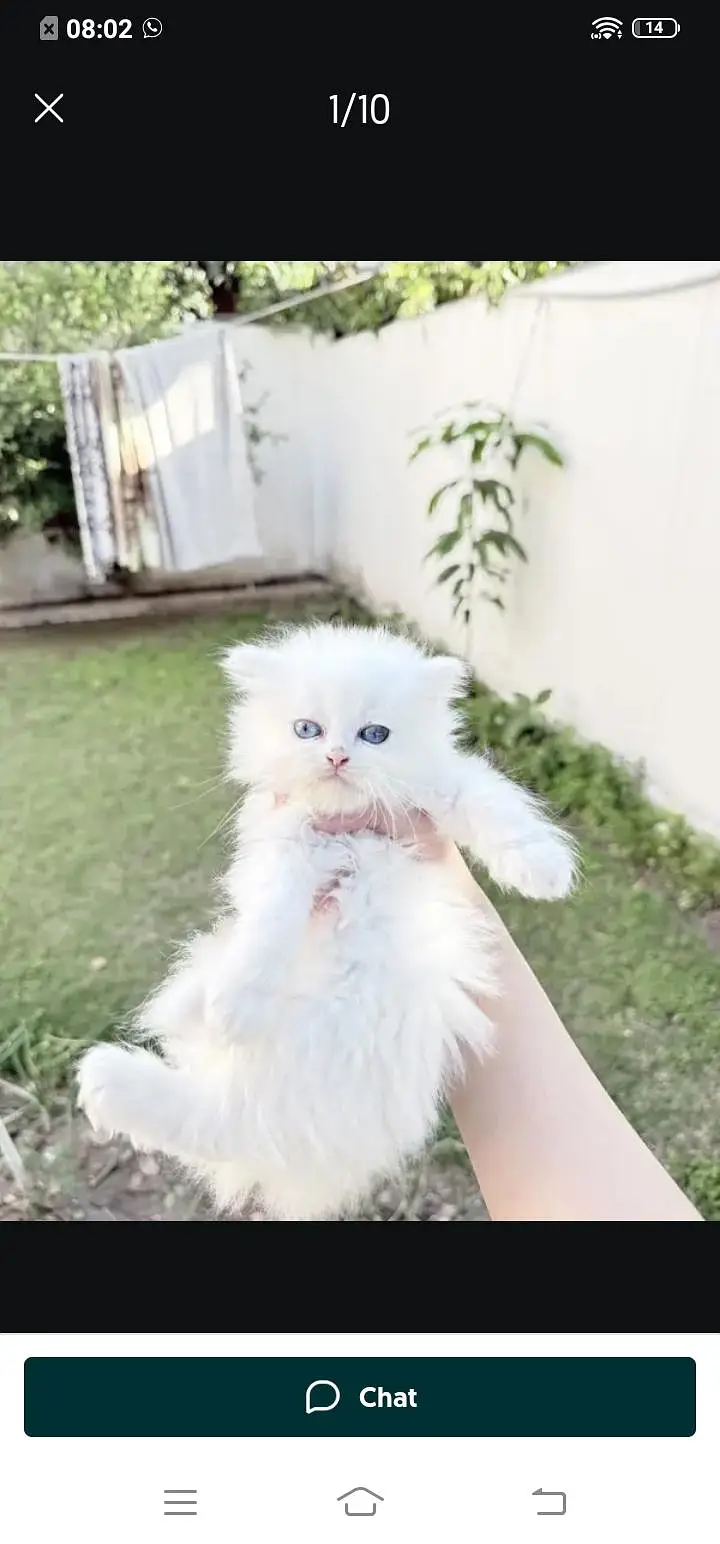 Persian cat for sale male or female my WhatsApp313=48=11=265 — photo 4