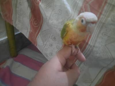 Pineapple conure Female with DNA