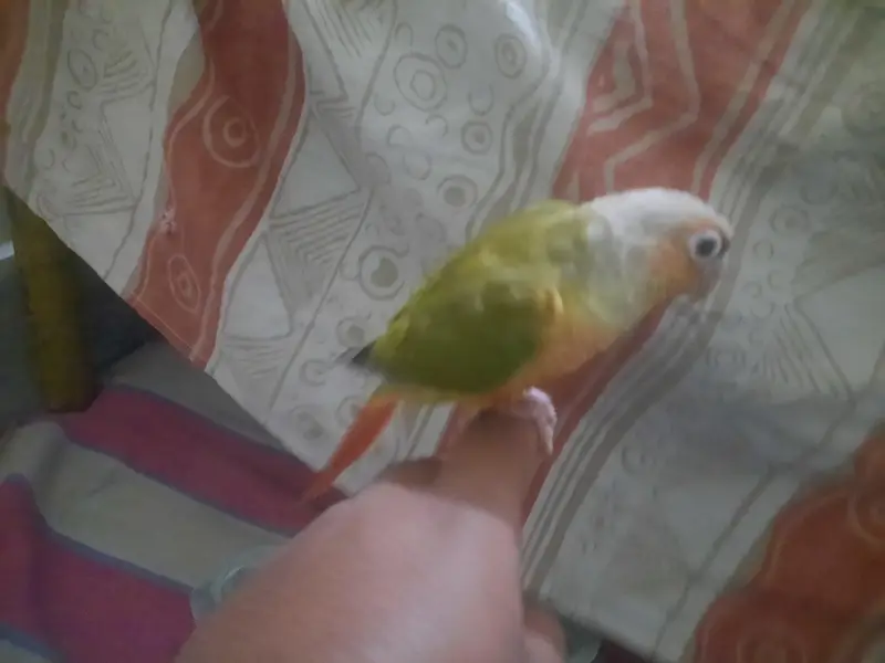 Pineapple conure Female with DNA — photo 2