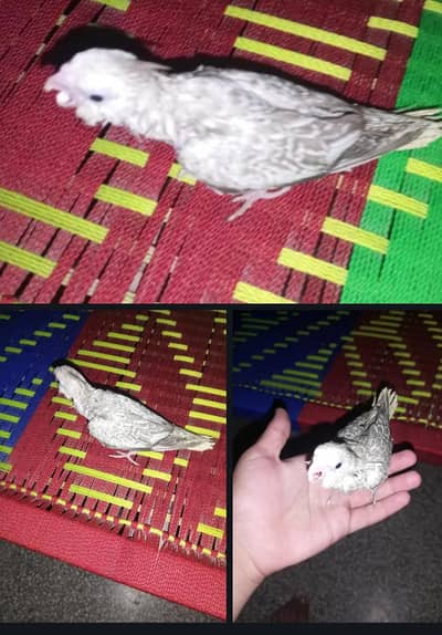 cocktail baby