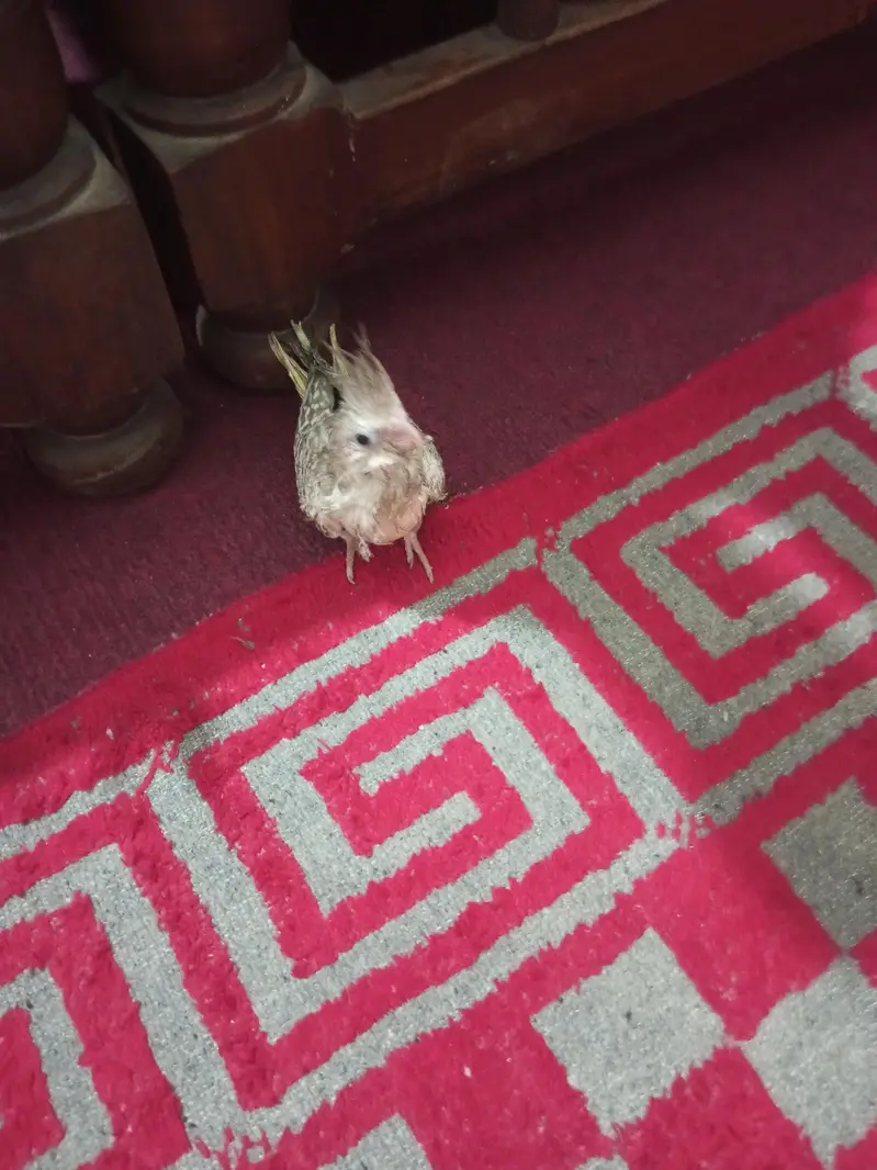 cocktail baby — photo 2