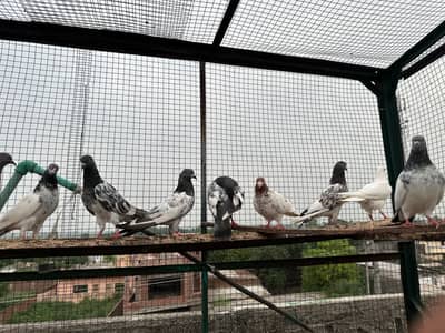 Breeder kabutar for sale