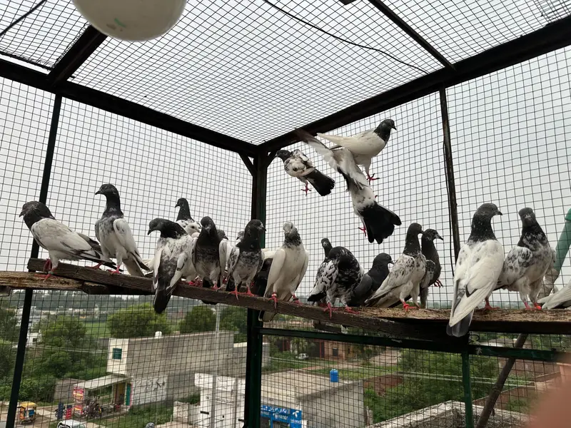 Breeder kabutar for sale — photo 2