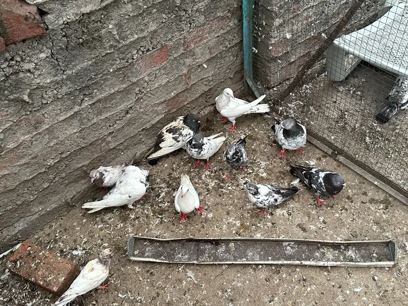 Breeder kabutar for sale — photo 4