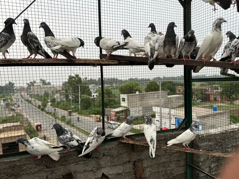 Breeder kabutar for sale — photo 5