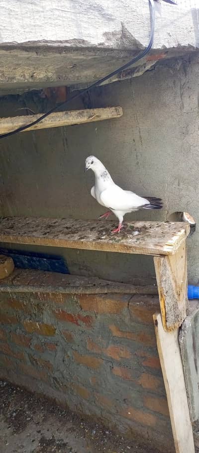 pigeon for sale