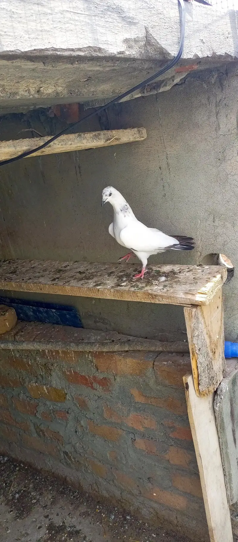 pigeon for sale