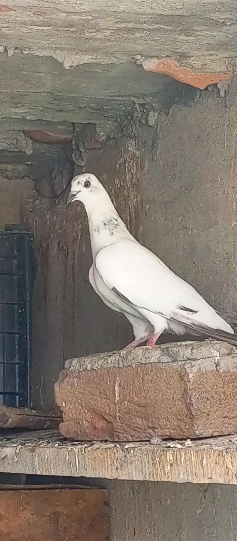 pigeon for sale — photo 2