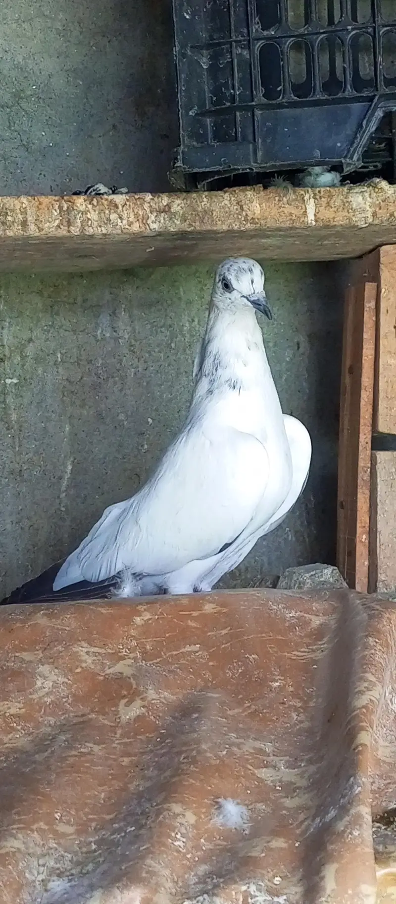 pigeon for sale — photo 3