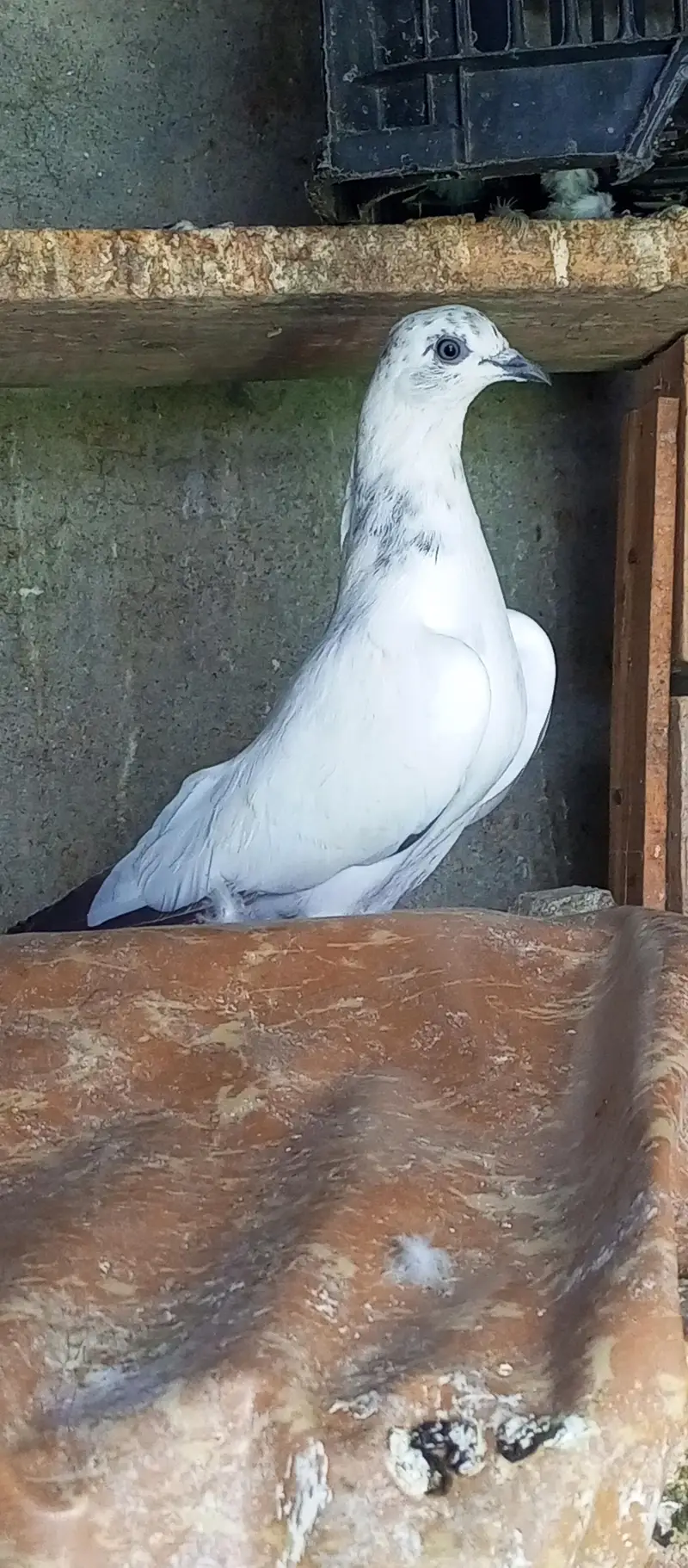 pigeon for sale — photo 4