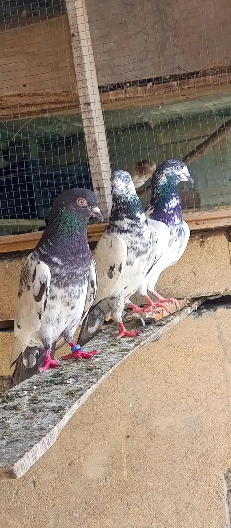 pigeon for sale — photo 5
