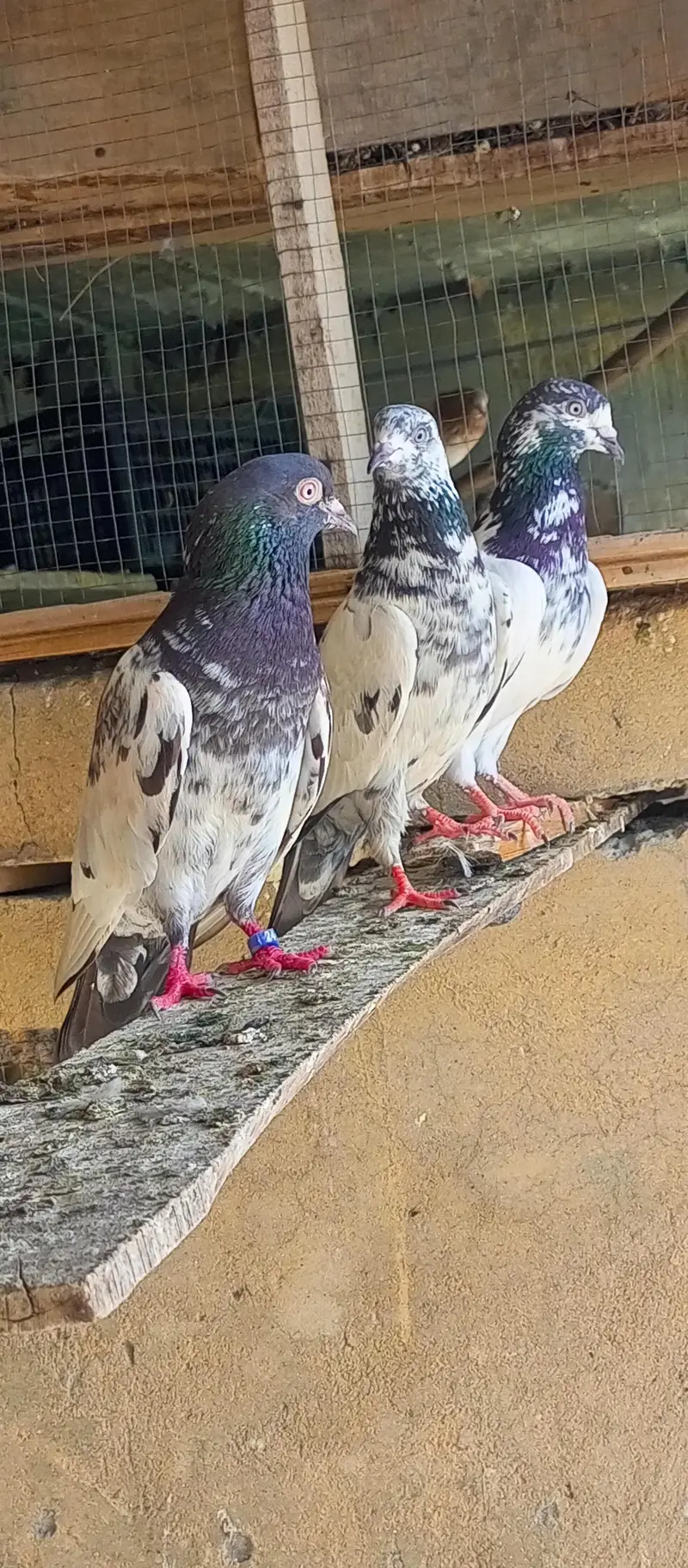 pigeon for sale — photo 6