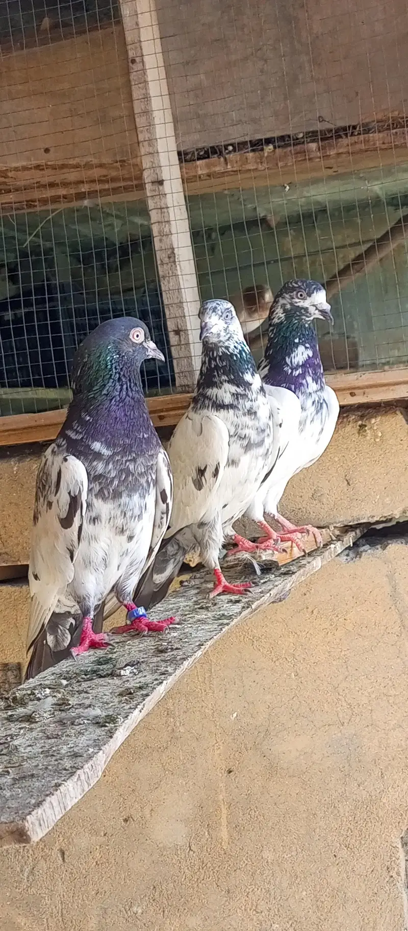pigeon for sale — photo 7