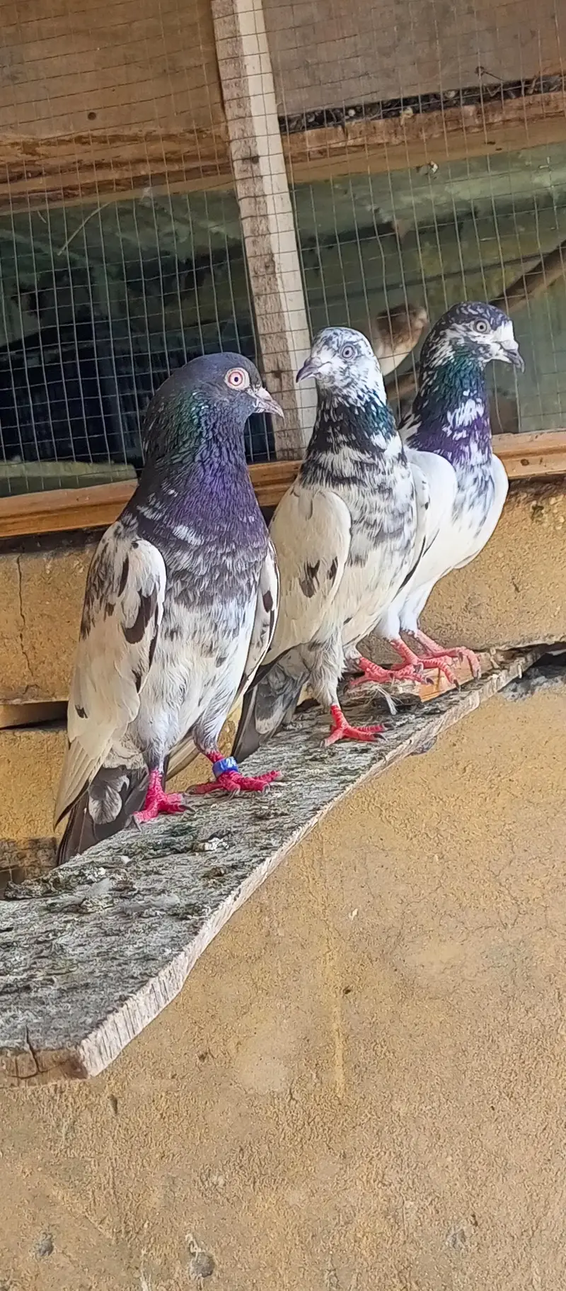 pigeon for sale — photo 8