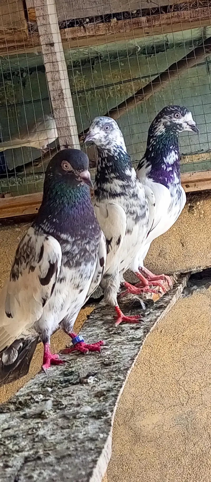pigeon for sale — photo 9