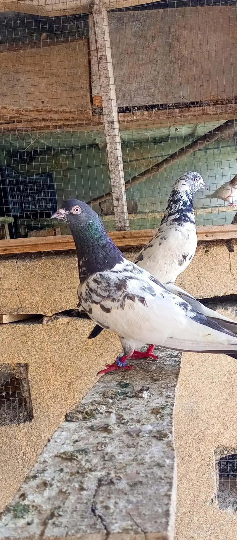 pigeon for sale — photo 10