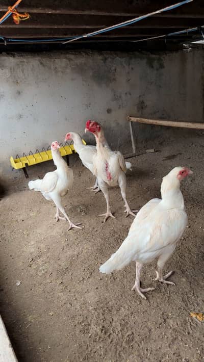 Aseel heera eggs / eggs / fertile eggs / aseel eggs/ ande / andy