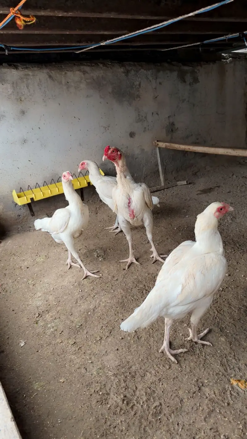 Aseel heera eggs 0345 0870157  eggs/fertile eggs/aseel eggs/ande/andy