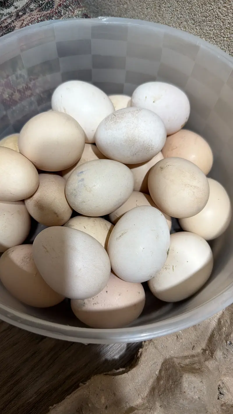 Aseel heera eggs 0345 0870157  eggs/fertile eggs/aseel eggs/ande/andy — photo 2