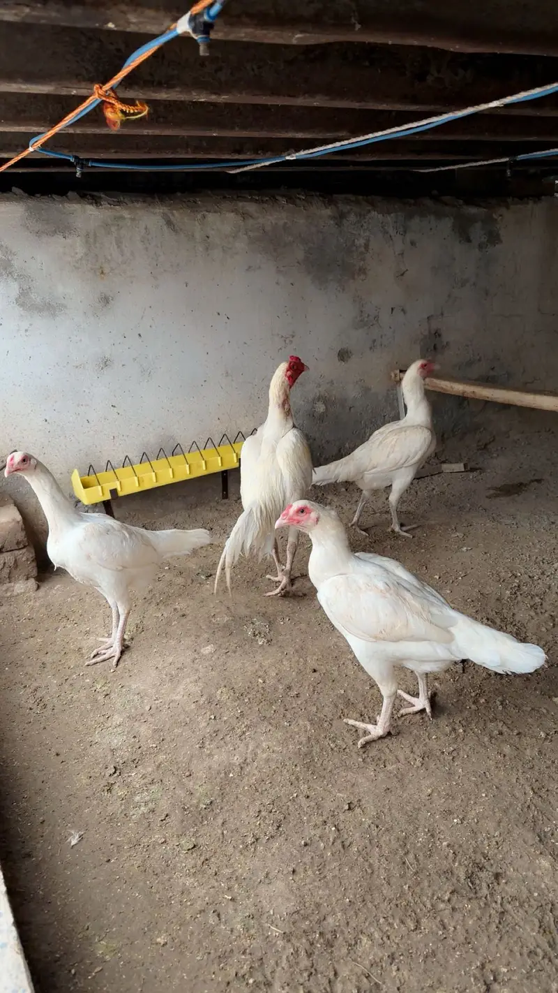 Aseel heera eggs 0345 0870157  eggs/fertile eggs/aseel eggs/ande/andy — photo 3