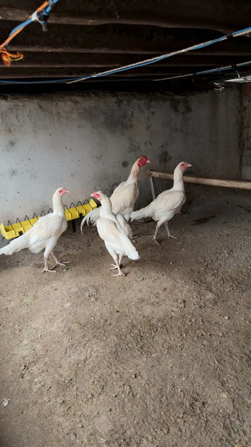 Aseel heera eggs 0345 0870157  eggs/fertile eggs/aseel eggs/ande/andy — photo 4