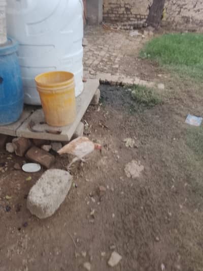 10 chiks and 5hens 10chiks for sale
