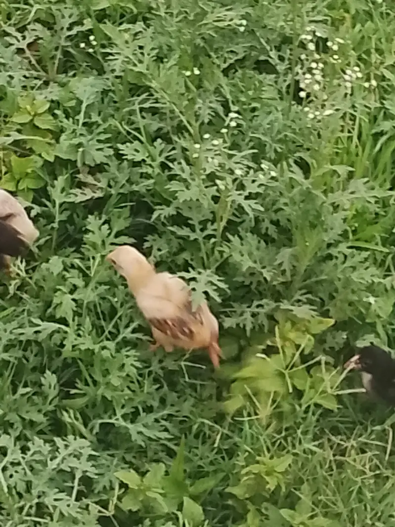 10 chiks and 5hens 10chiks for sale — photo 2