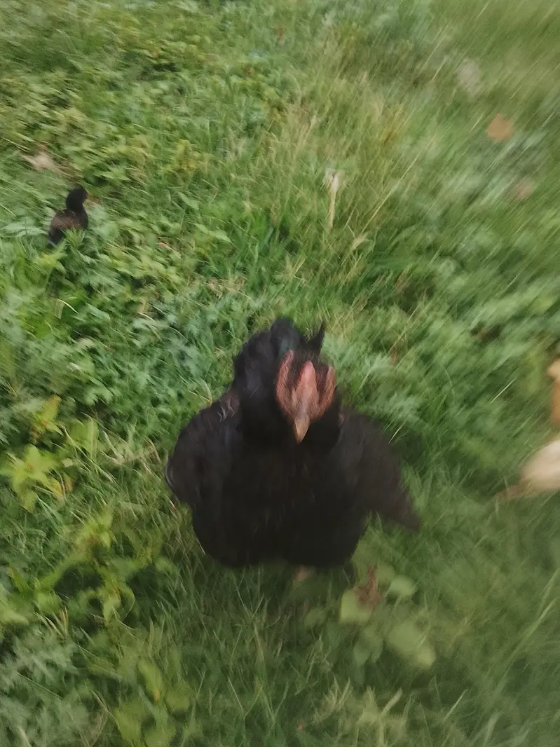 10 chiks and 5hens 10chiks for sale — photo 3