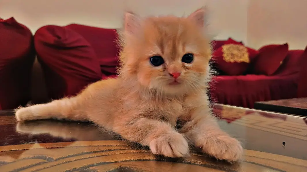persion 3rble coated kitten — photo 3