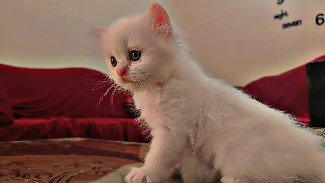 persion 3rble coated kitten — photo 5