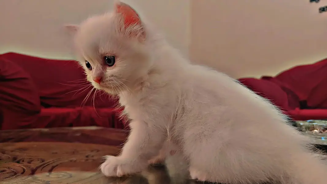 persion 3rble coated kitten — photo 6