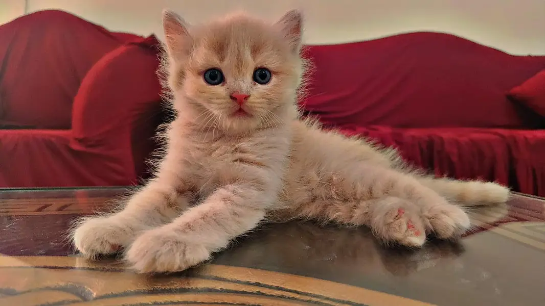 persion 3rble coated kitten — photo 8