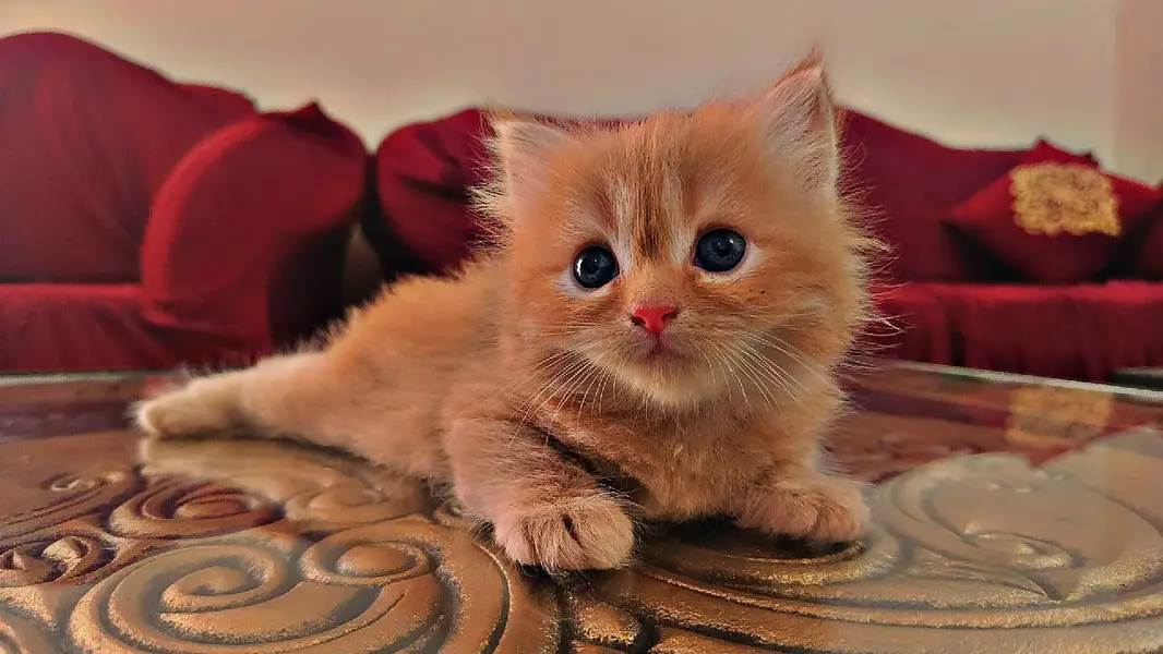 persion 3rble coated kitten — photo 9