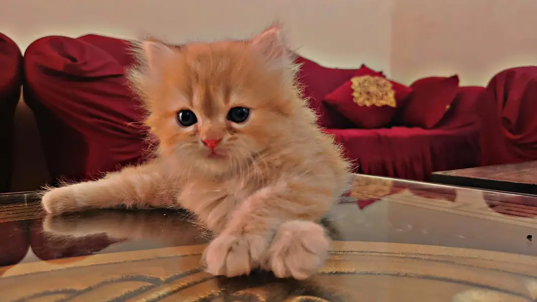 persion 3rble coated kitten — photo 11