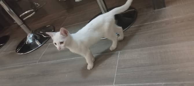cat for sale