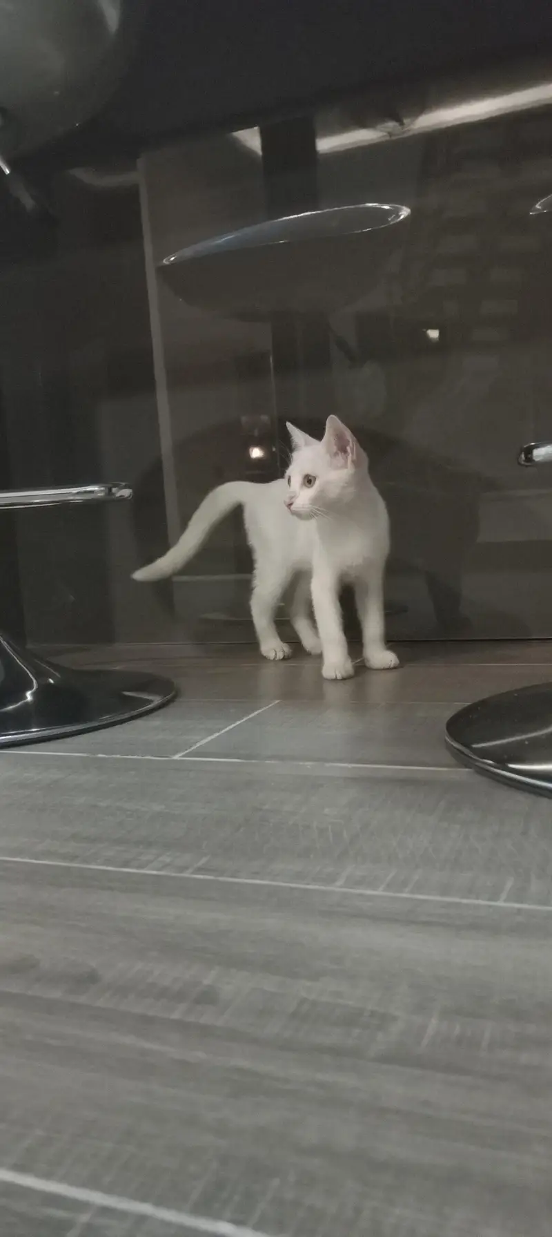 cat for sale — photo 2