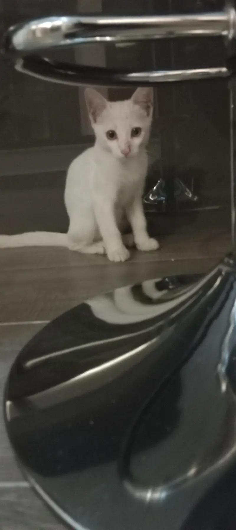 cat for sale — photo 3
