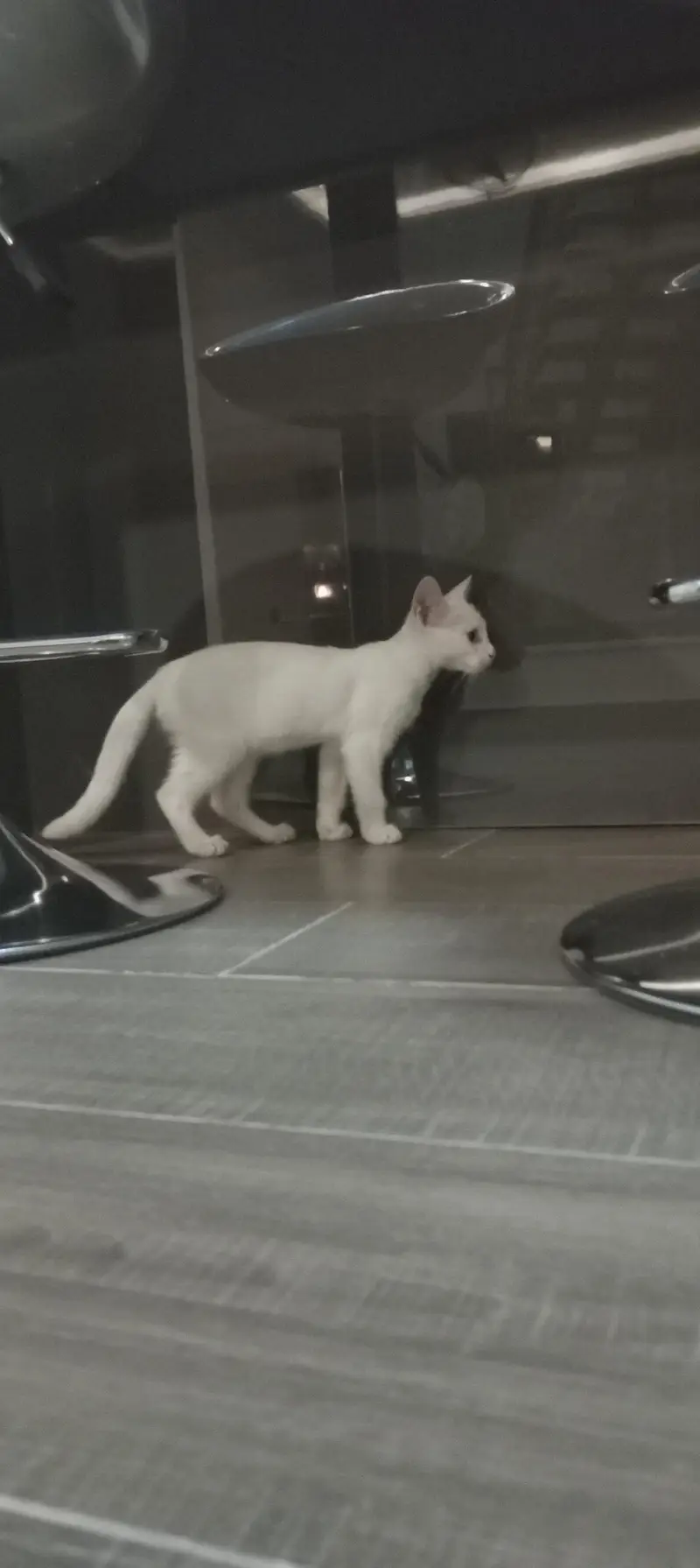 cat for sale — photo 4