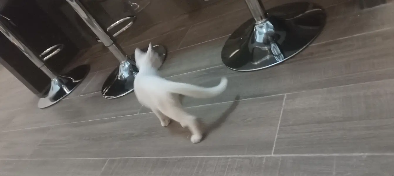 cat for sale — photo 5