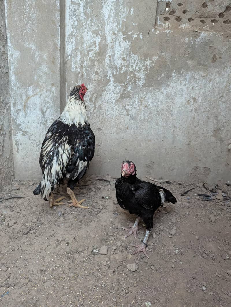 lasani pair 1