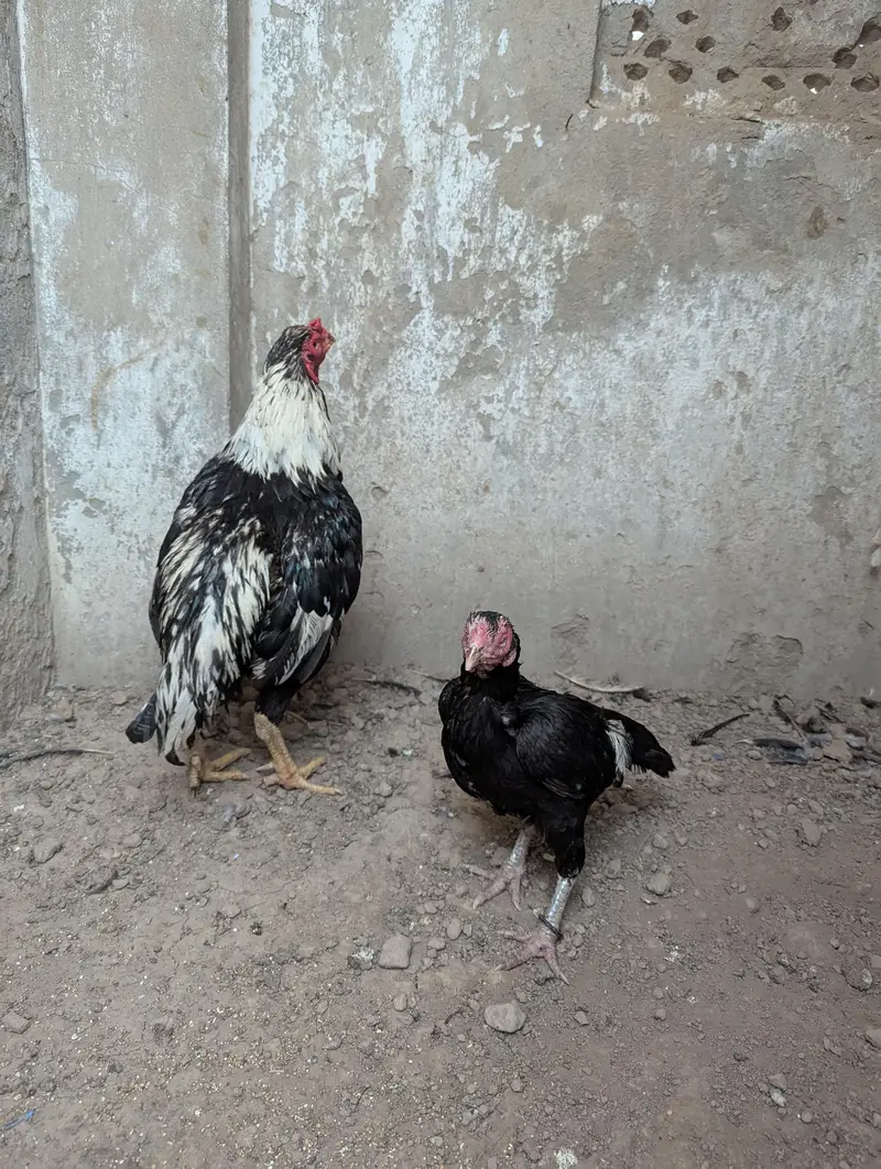 lasani pair — photo 2