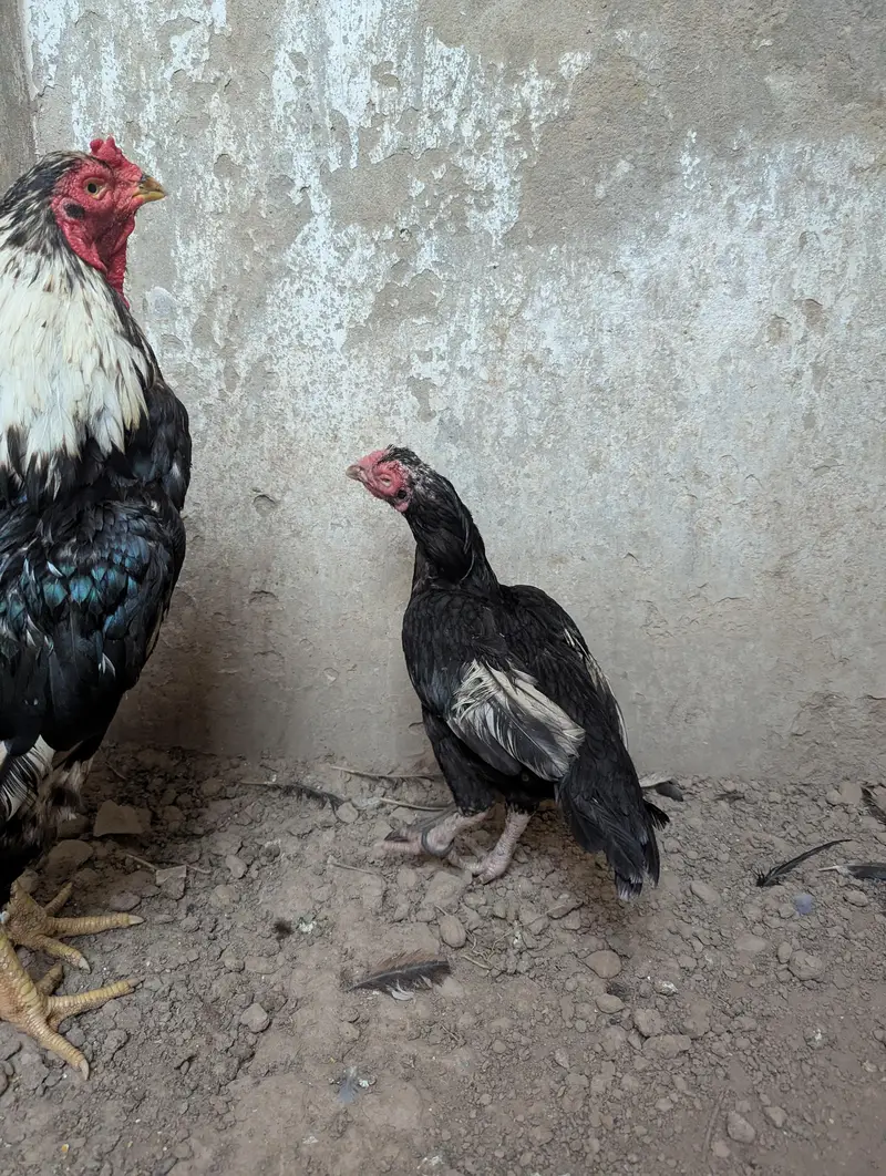 lasani pair — photo 3