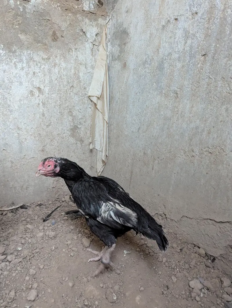 lasani pair — photo 4