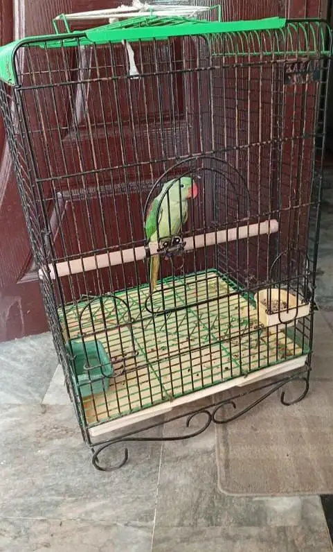 Kashmir Raw Parrot handtam — photo 3